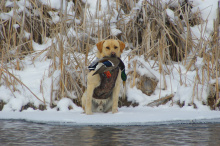 Tate Brooks dog with a mallard January 2008