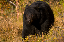 black bear in Fall brush October 2009