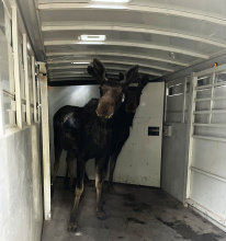 two_moose_in_horse_trailer_near_couch_summit_june_2022