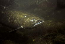 Red River Wildlife Management Area WMA chinook salmon underwater shot