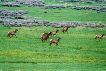  medium shot of a herd of elk running in grass off US 20 