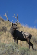 bull elk in grass and sagebrush vertical small photo