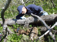  mule deer fawn capture  June 2010