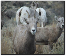 bighorn sheep and lamb