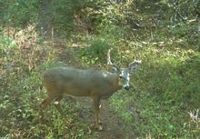 white-tailed_deer_buck_game_camera