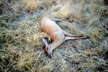 white tailed deer carcass from epizootic hemorrhagic disease June 2017