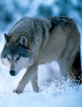 wolf walking in snow