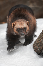 wolverine as it leaves a trap in the Sawtooth research area March 2014