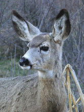 yearling mule deer at the MK Nature Center by Tony Attanasio head shot