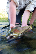 Rainbow trout in river
