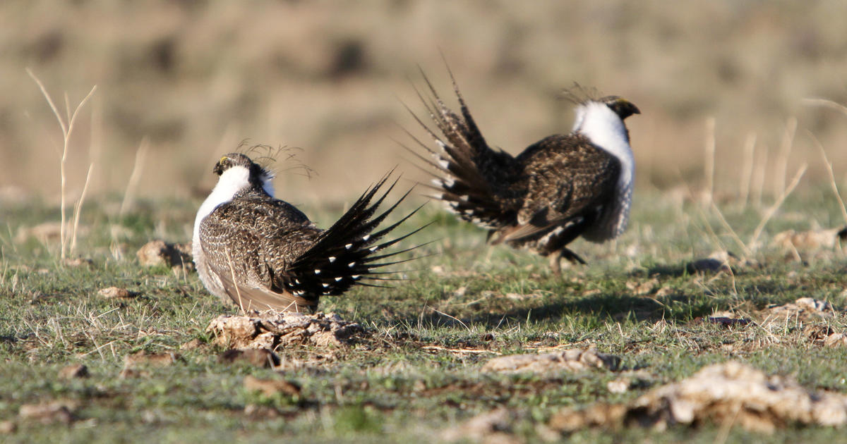 Sage-grouse In Idaho | Idaho Fish And Game