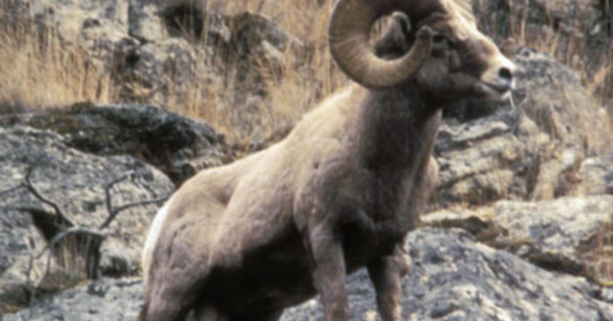 Application period for moose, bighorn sheep and mountain goat