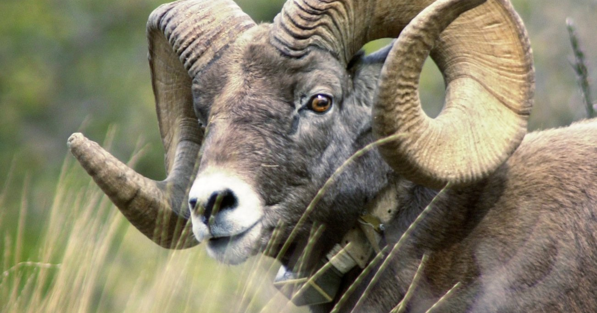 Controlled hunt drawing results for moose, bighorn sheep and mountain