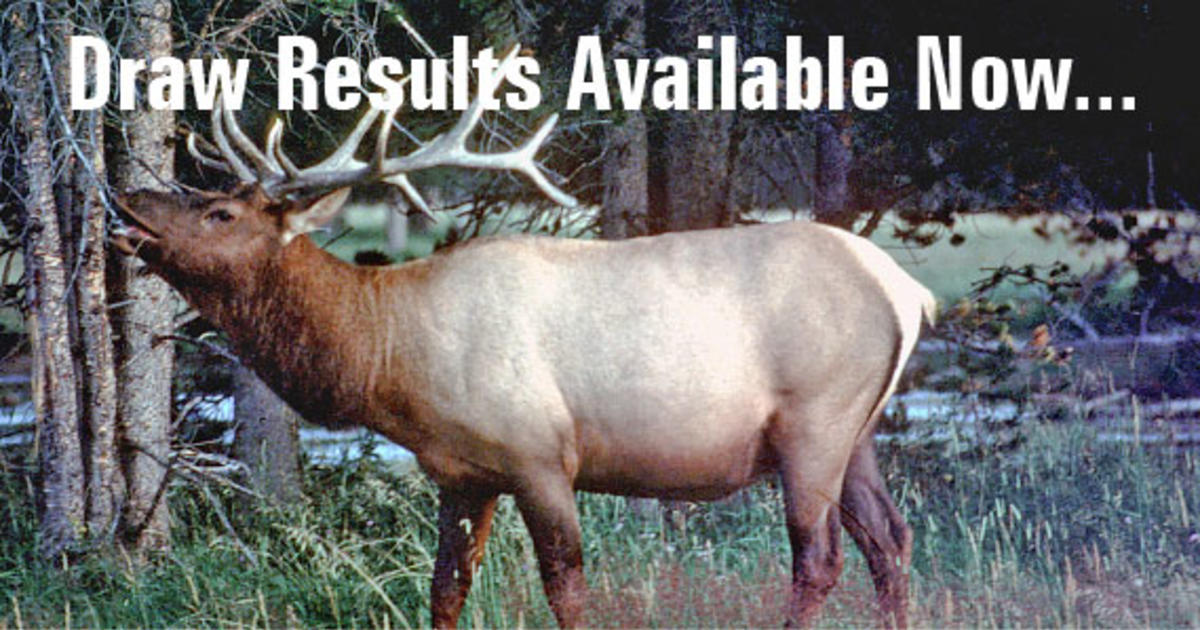 Big game controlled hunt drawing results online Idaho Fish and Game