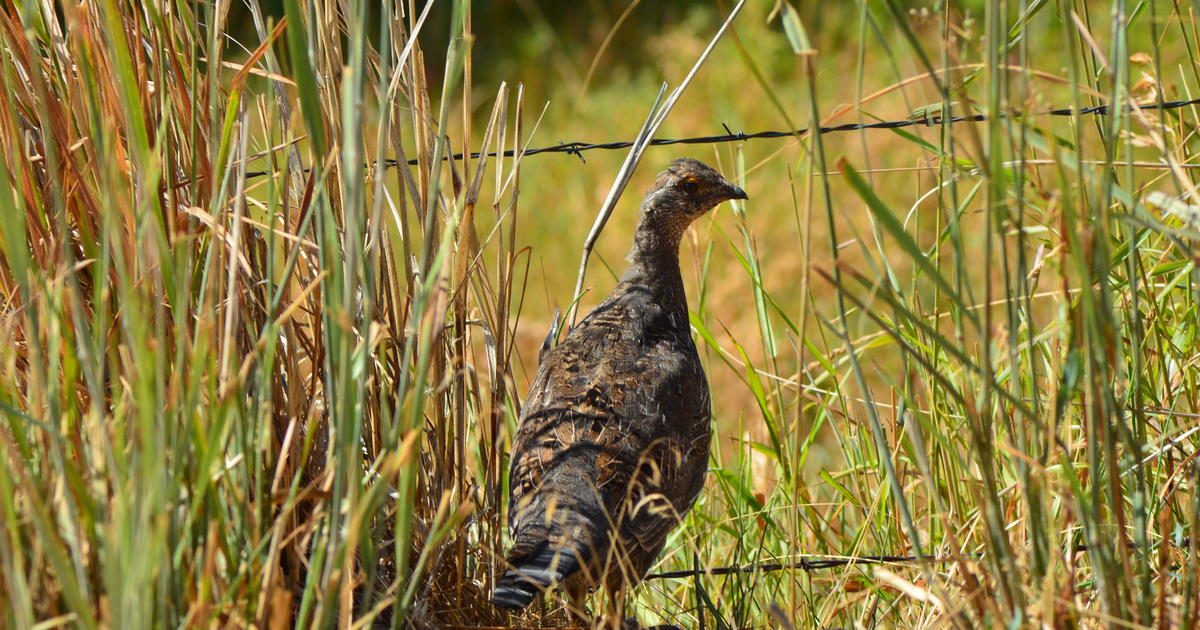 2026 Upland Game Bird Forecast