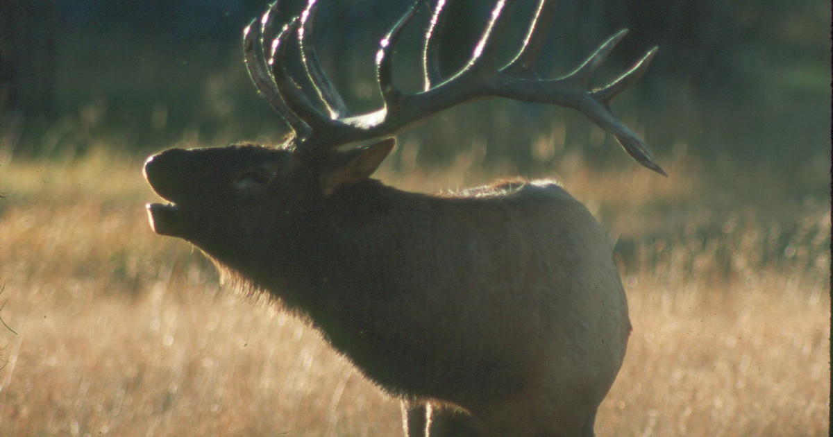 bugling bull elk