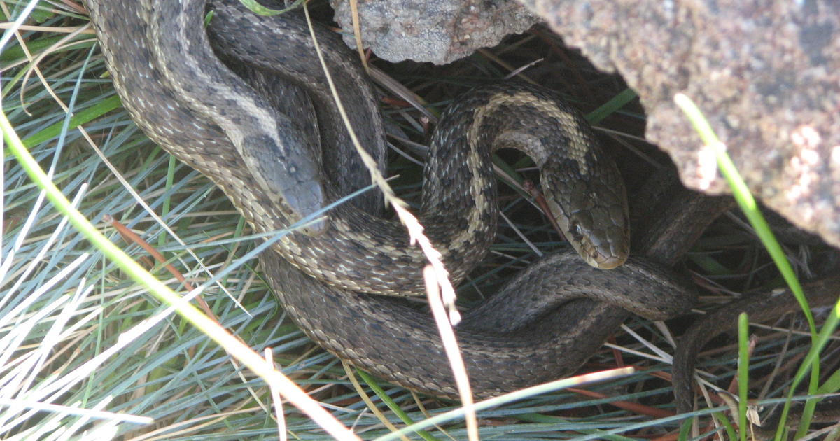 Snakes Of Idaho Photo Exhibit Is On Display At MK Nature Center | Idaho ...