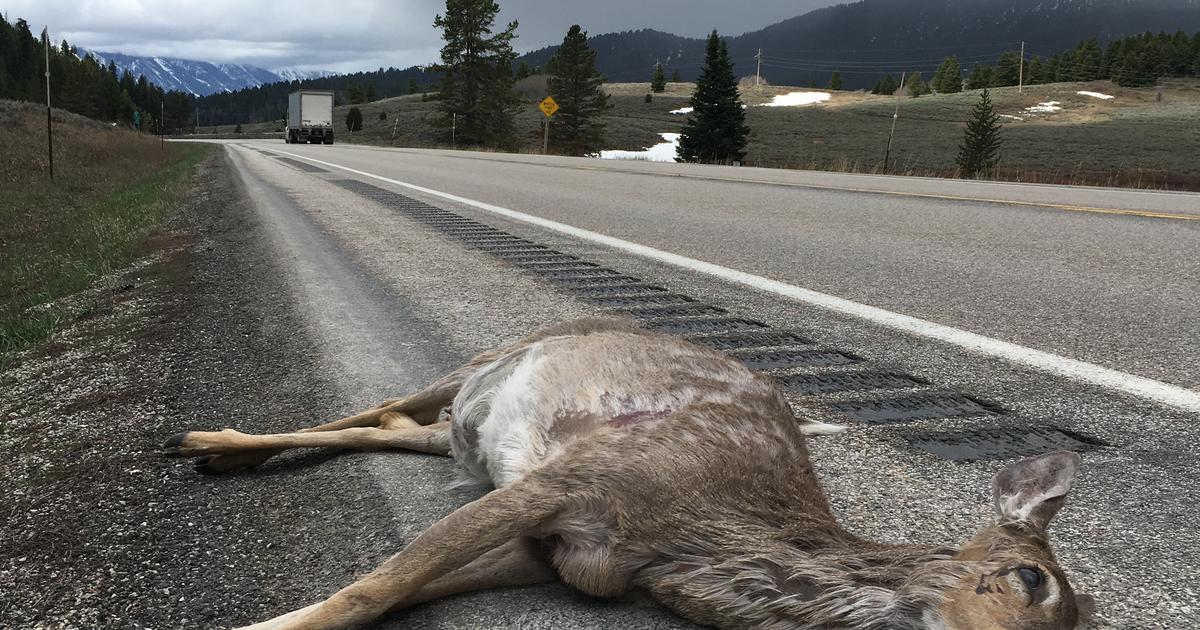 How wildlife bridges over highways make animals—and people—safer