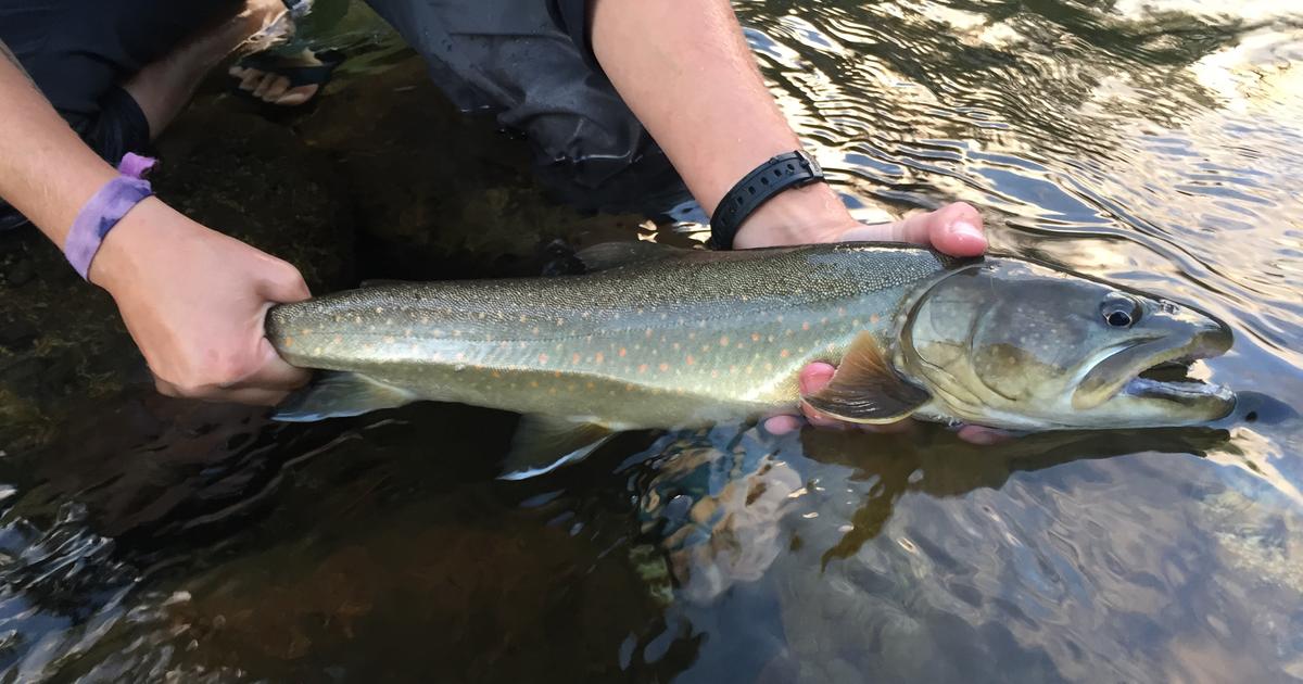 The diverse diet of Idaho's adult bull trout