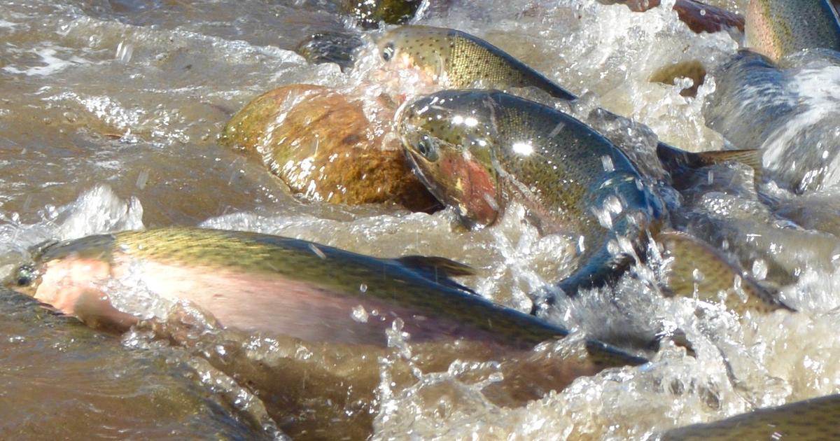 Sorry Anglers, No Steelhead For The Boise River This Year | Idaho Fish ...