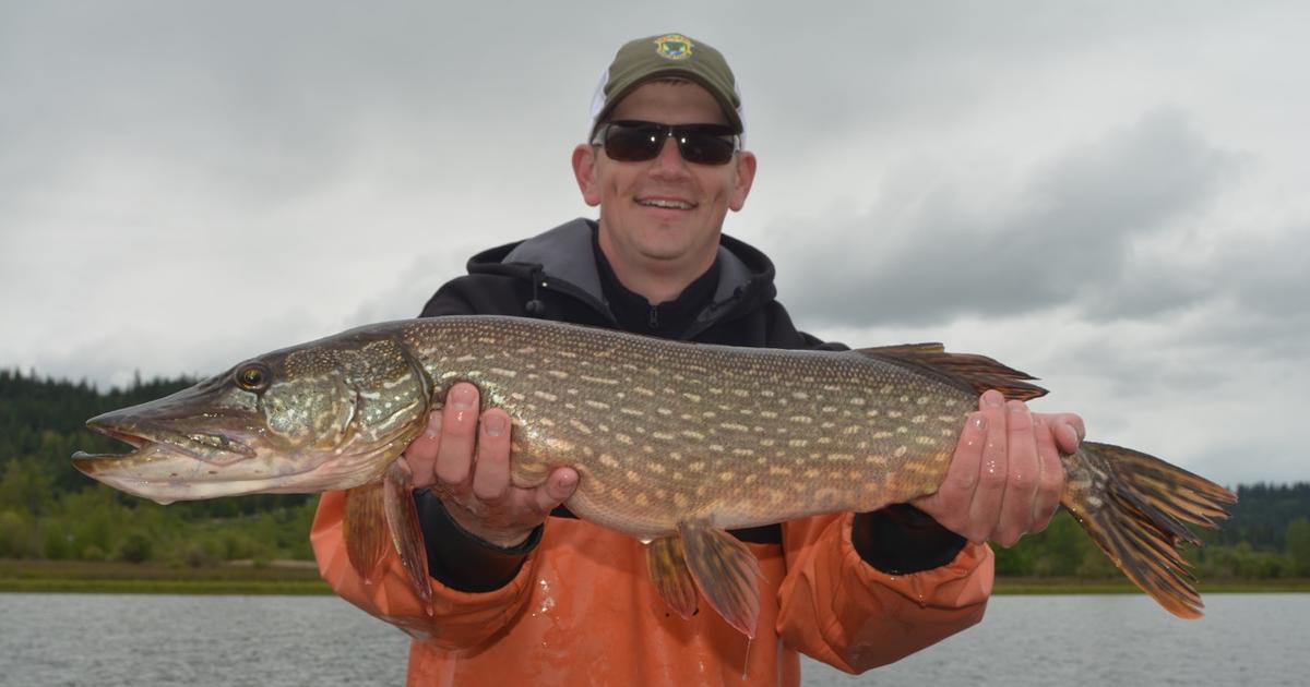 Try northern pike fishing in northern Idaho's lakes
