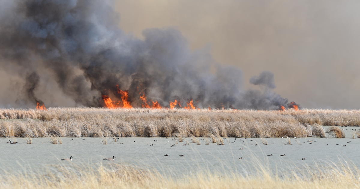 WILDLIFE Burning メロハー dsc_7140.jpg?itok=Zc4r-Nxh