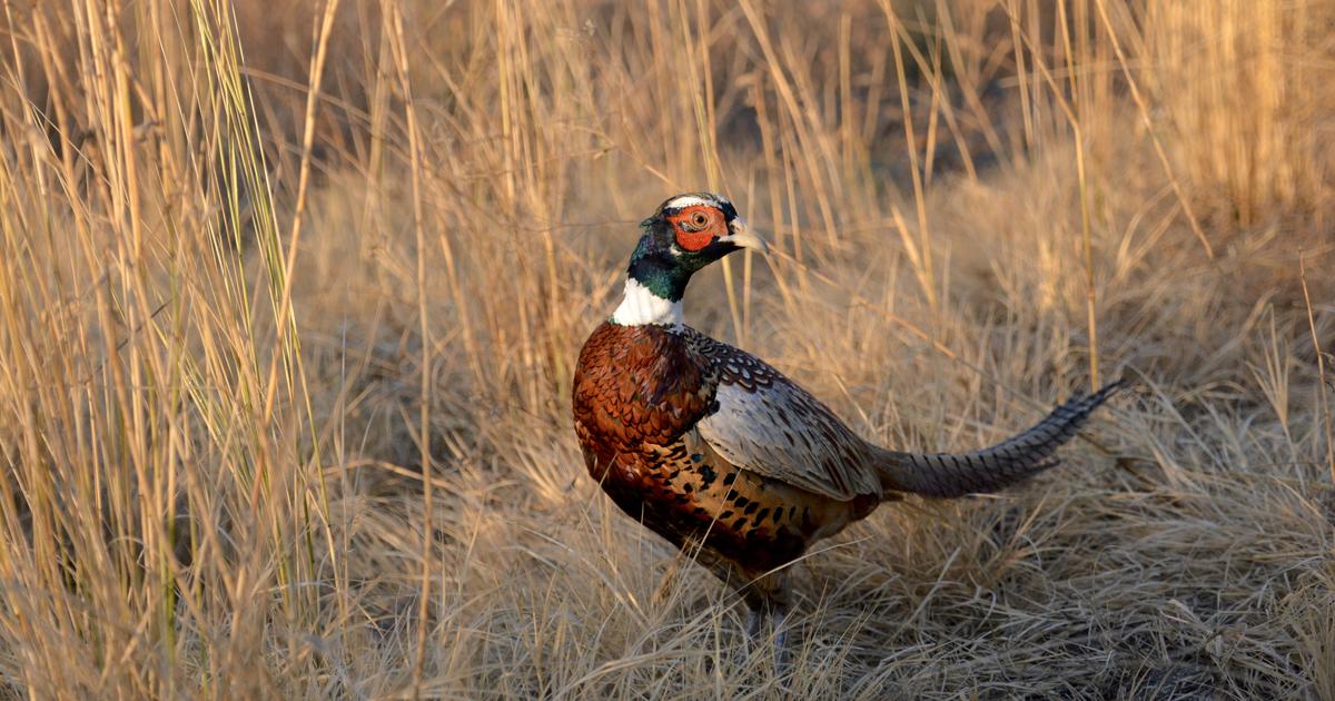 Pheasant season opens Oct. 8 or Oct. 15 depending on the area Idaho