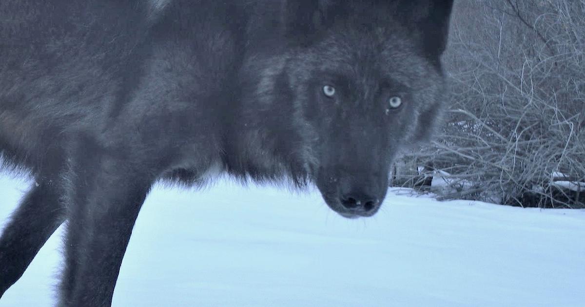 Snare diverters no longer required for wolf trapping