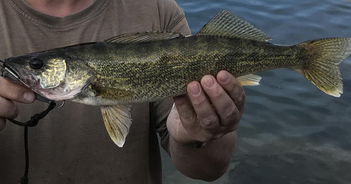 Angler reports catching walleye below Swan Falls dam