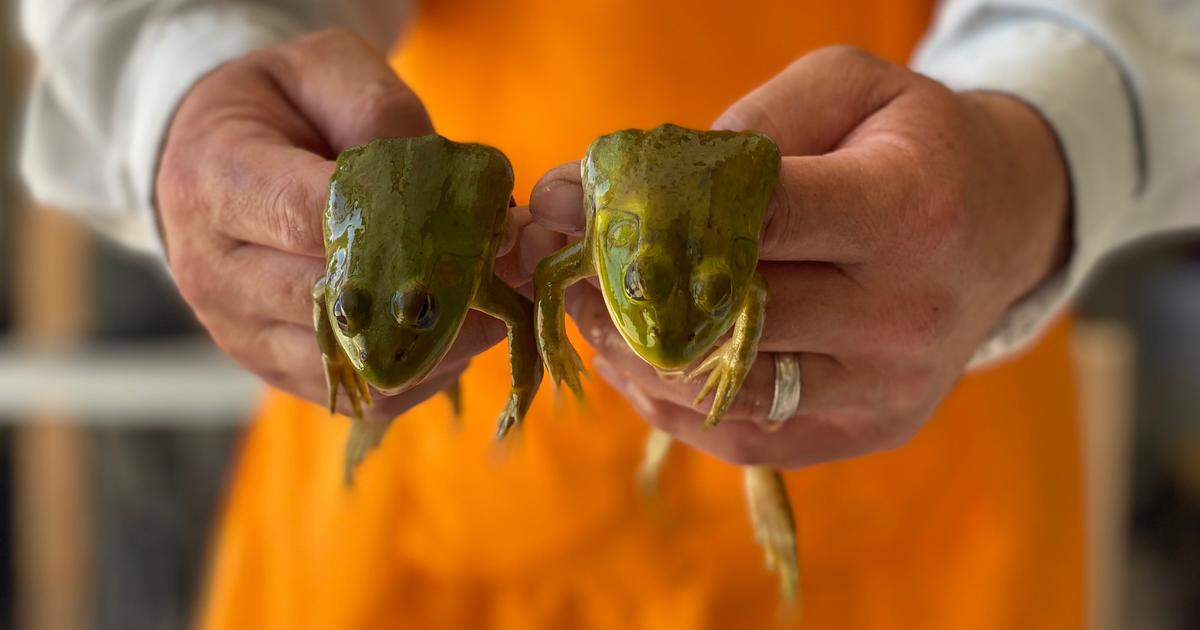 American bullfrog provides unusual fishing fun and a tasty treat