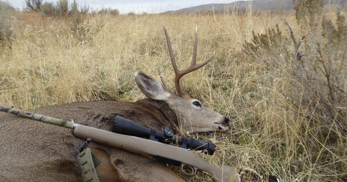 Mule deer harvests down based on early check station reports, but more ...