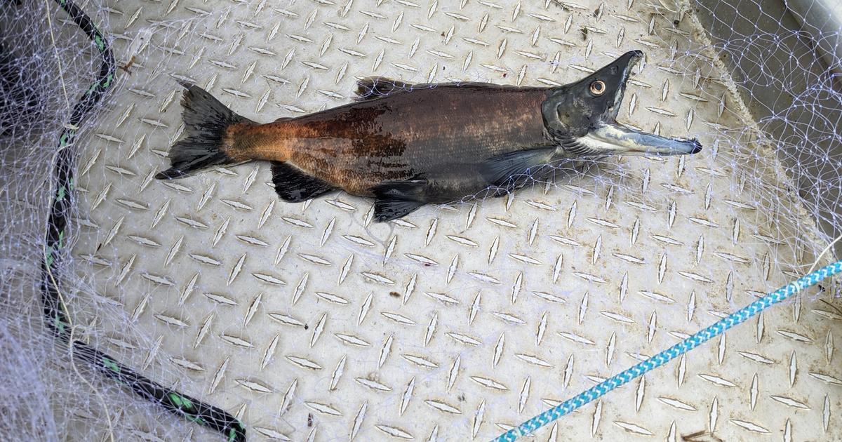 Coeur d Alene Lake Kokanee Spawners Largest since the 1950s