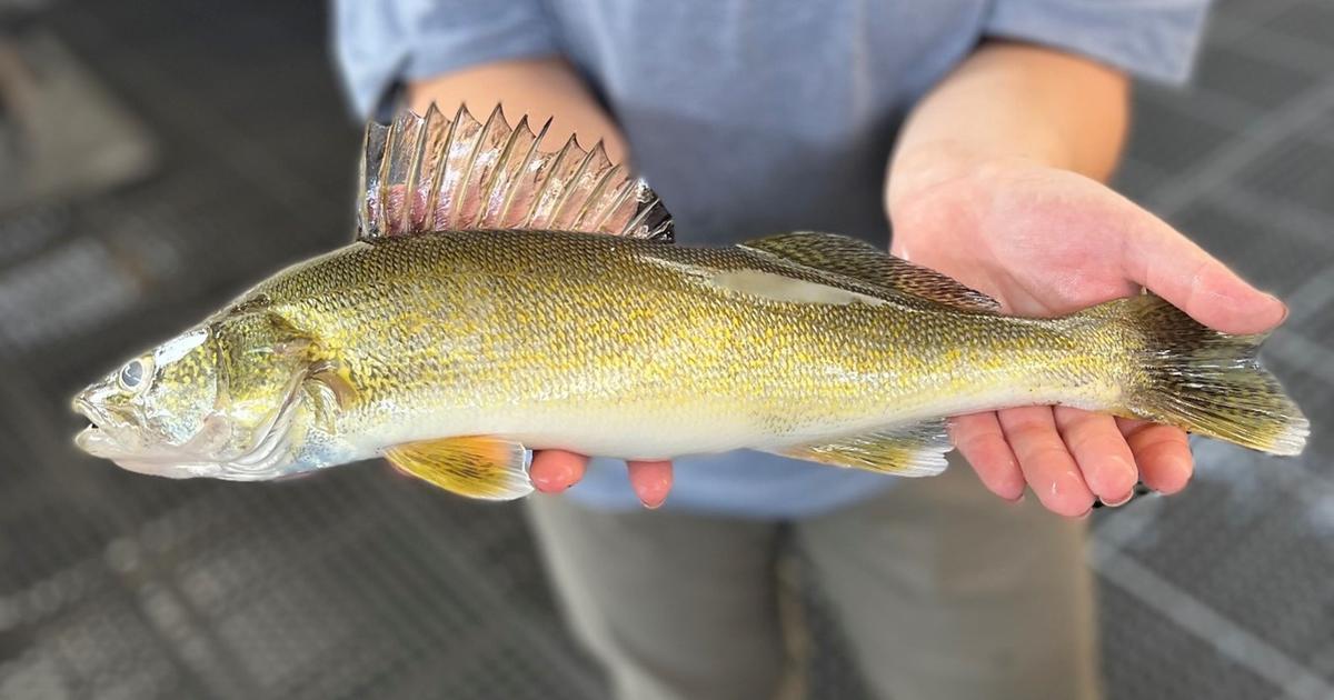 Data Shows Increasing Numbers Of Walleye At Lower Granite Dam Near ...