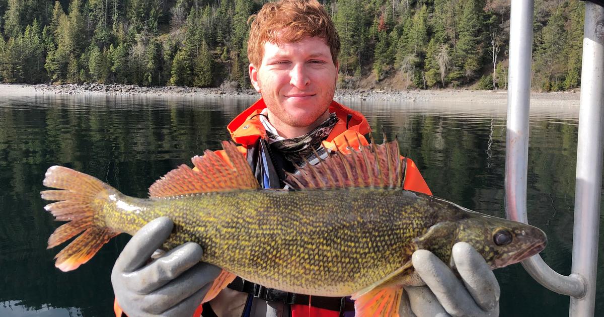 Looking for walleye in Lake Pend Oreille? We've got you covered!