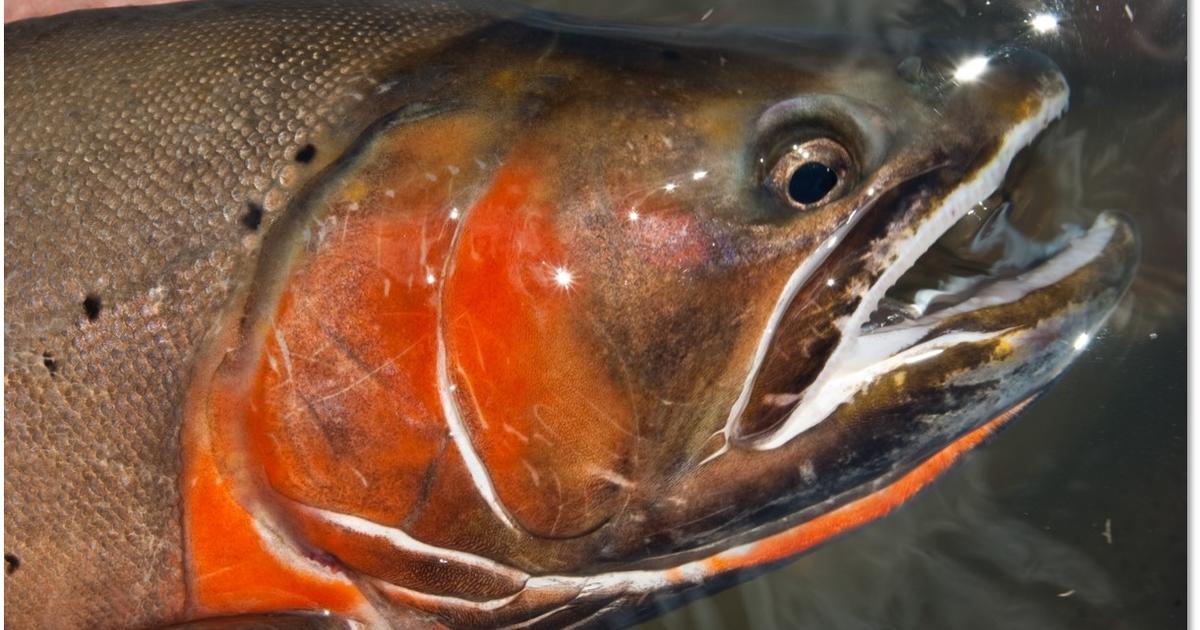 Anglers Are Reminded Of Special Fishing Regulations On The Snake River ...