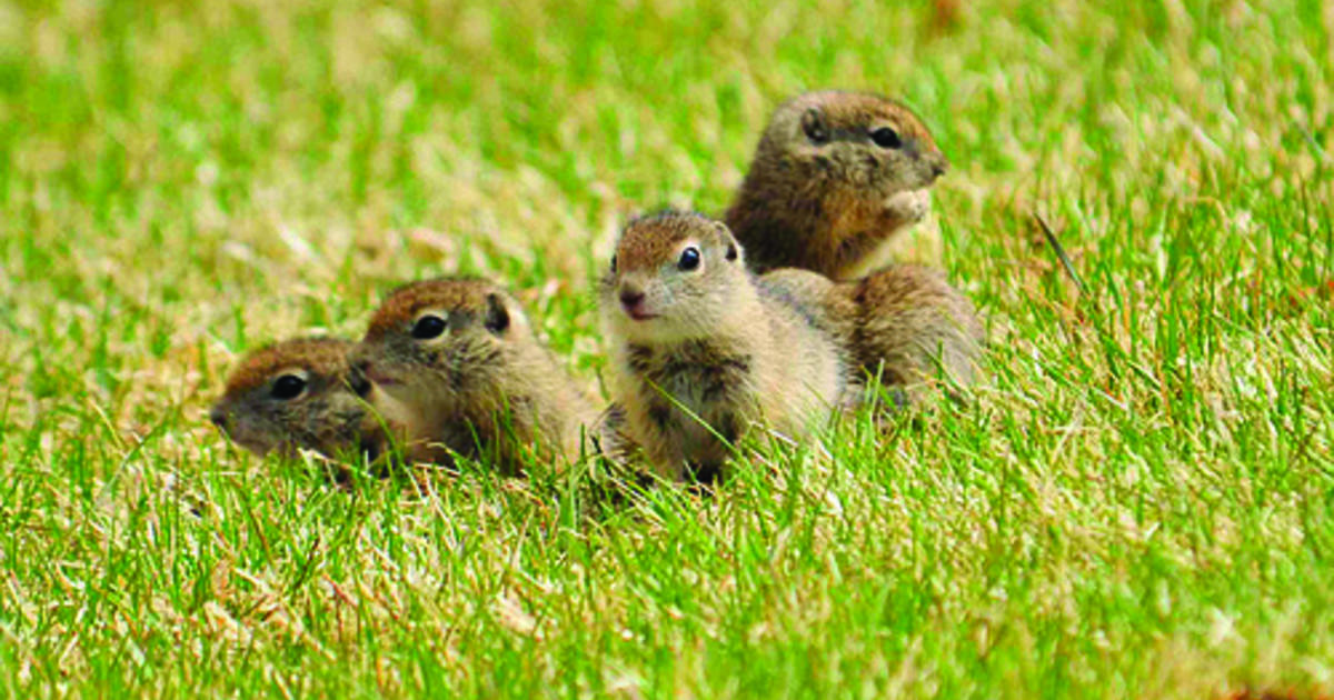 four ground squirrels in grass June 2010