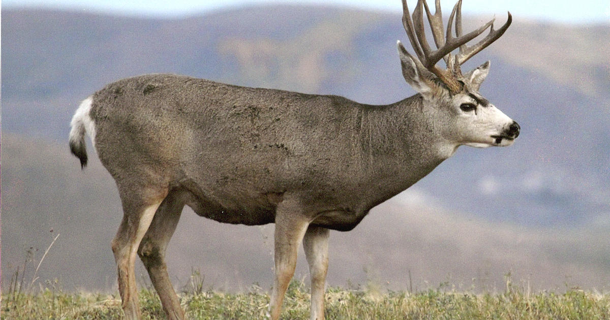 F&G seeking members for a new Southeast Region Mule Deer Advisory ...