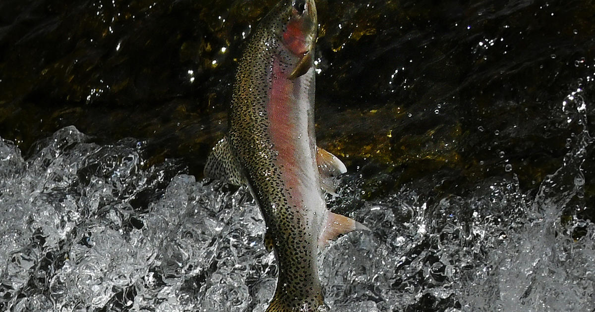 rainbow trout jumping