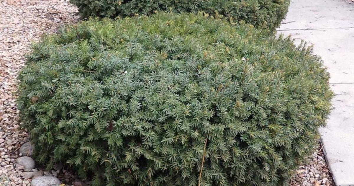 Yew poisonous to sales dogs