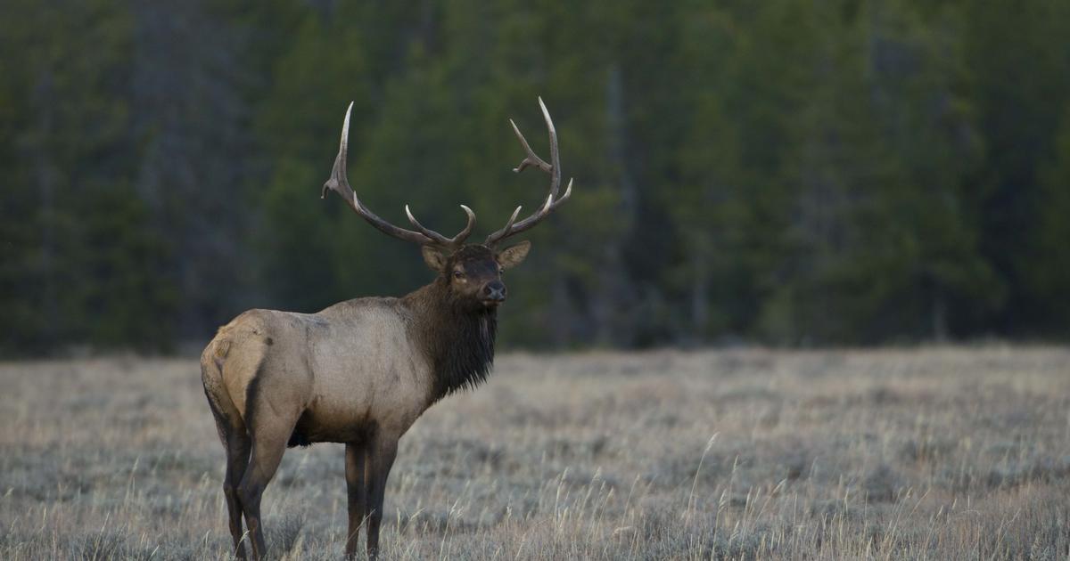 Controlled hunt drawing results available for deer, elk, pronghorn