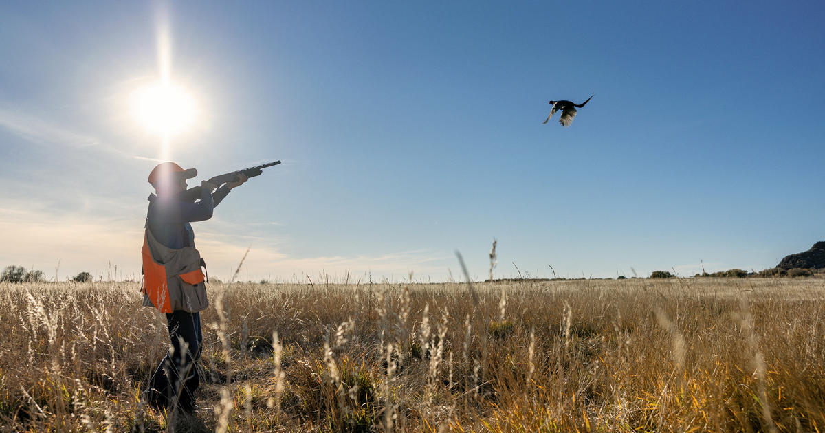 Salmon Region youth pheasant hunt scheduled for Saturday Oct. 10, 2026 ...