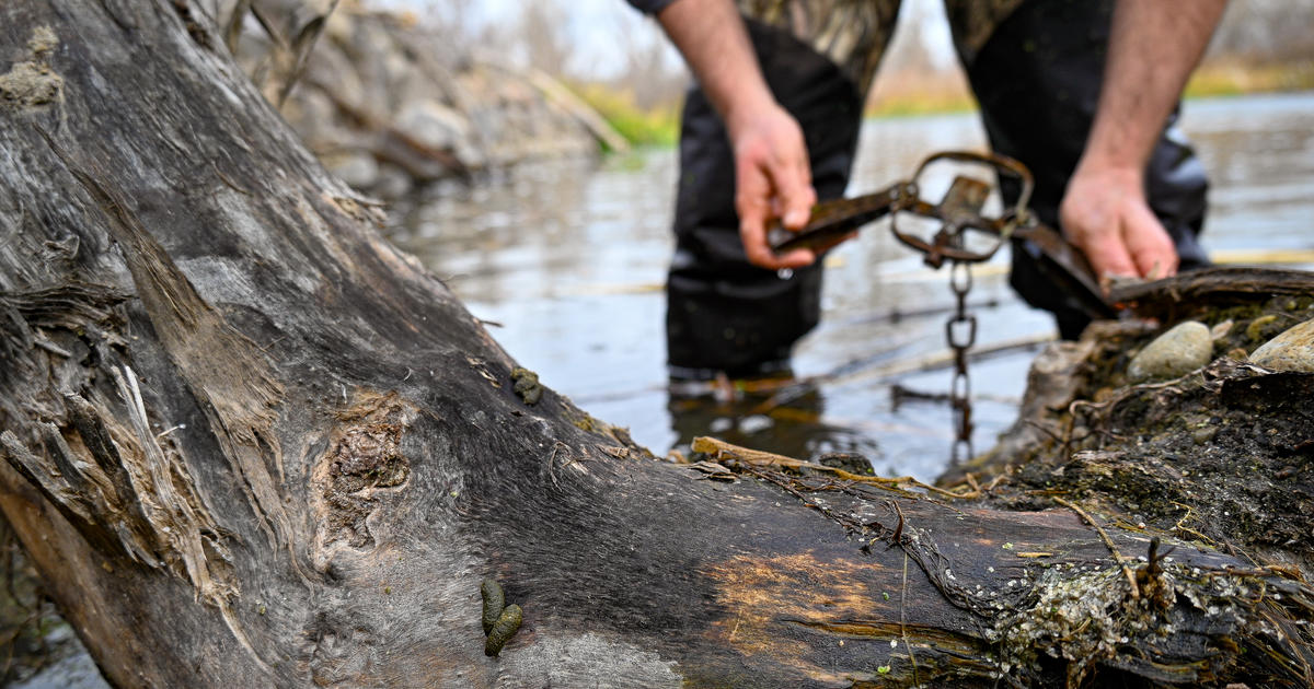 Trapper & Wolf Trapper Education courses coming up in Salmon