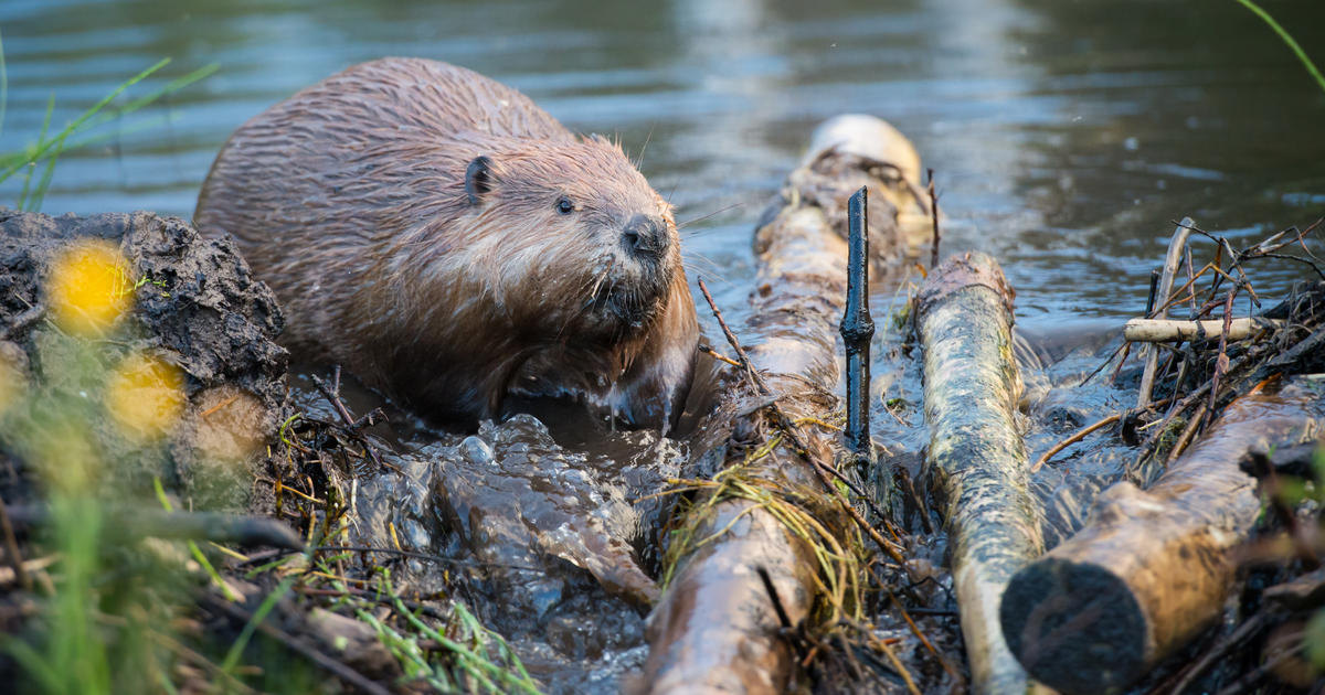 F&G seeking public input on Idaho upland game, turkey and furbearer season setting, 2026-2027