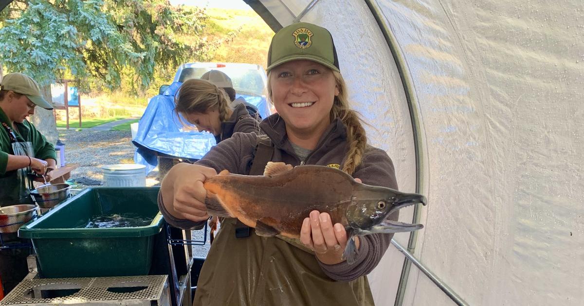 About 1 million fingerling kokanee will be ready for spring stocking thanks to captive broodstock program