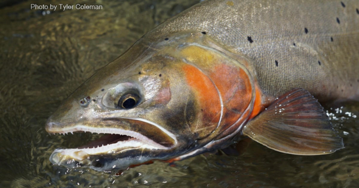 Collaborative effort to restore Bear Lake cutthroat trout receives