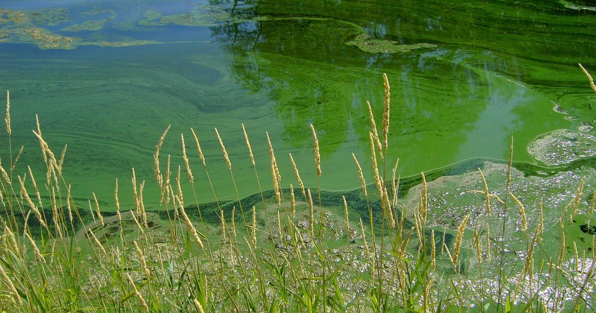 Harmful Algal Bloom Alert Issued for Spring Valley Reservoir