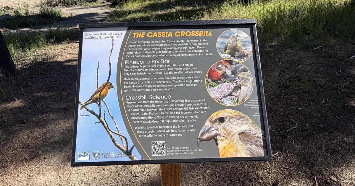 Cassia Crossbill Interpretive Sign unveiled at Diamondfield Jack Campground in the South Hills