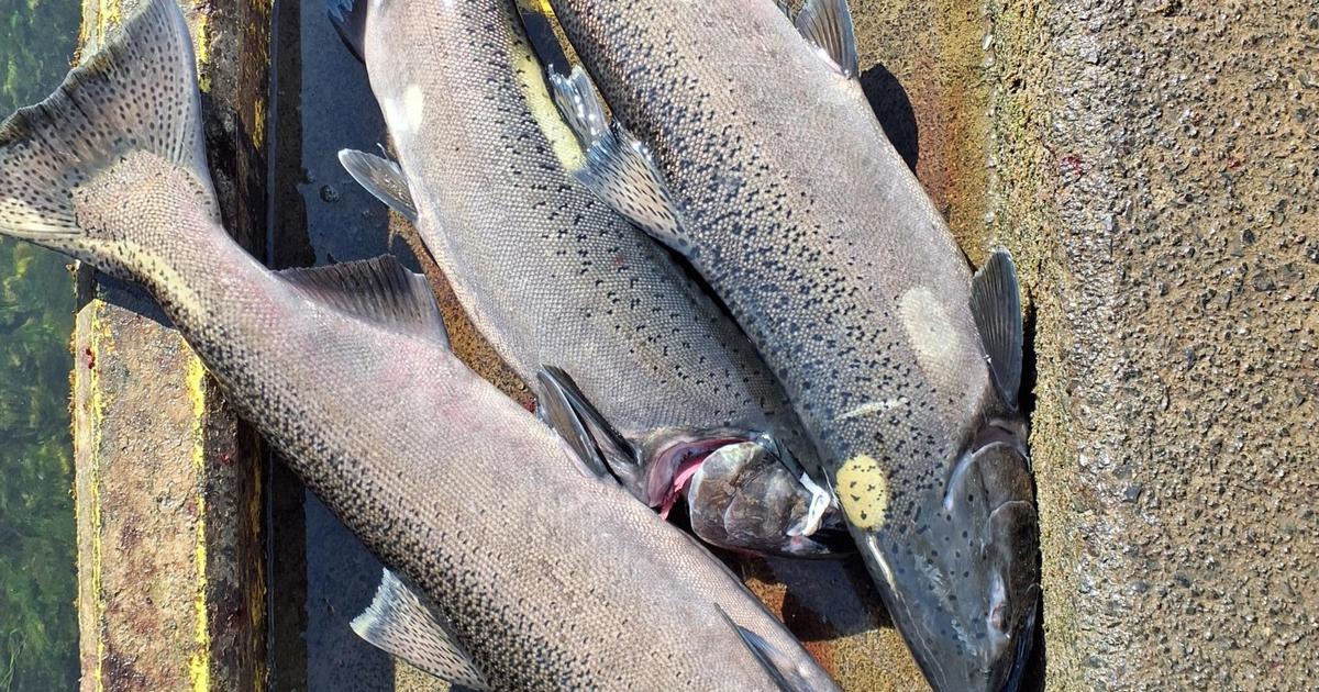 Clearwater Region Spring Chinook Update 6/2/2026