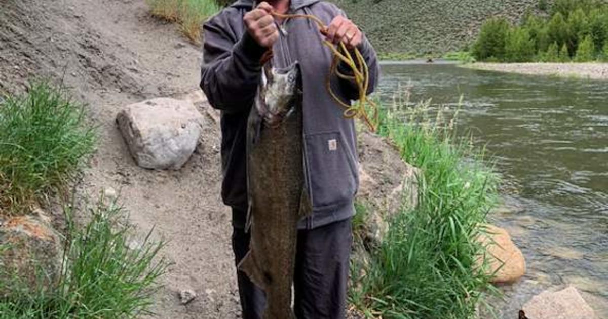 Upper Salmon River Chinook update - 7/8/2026