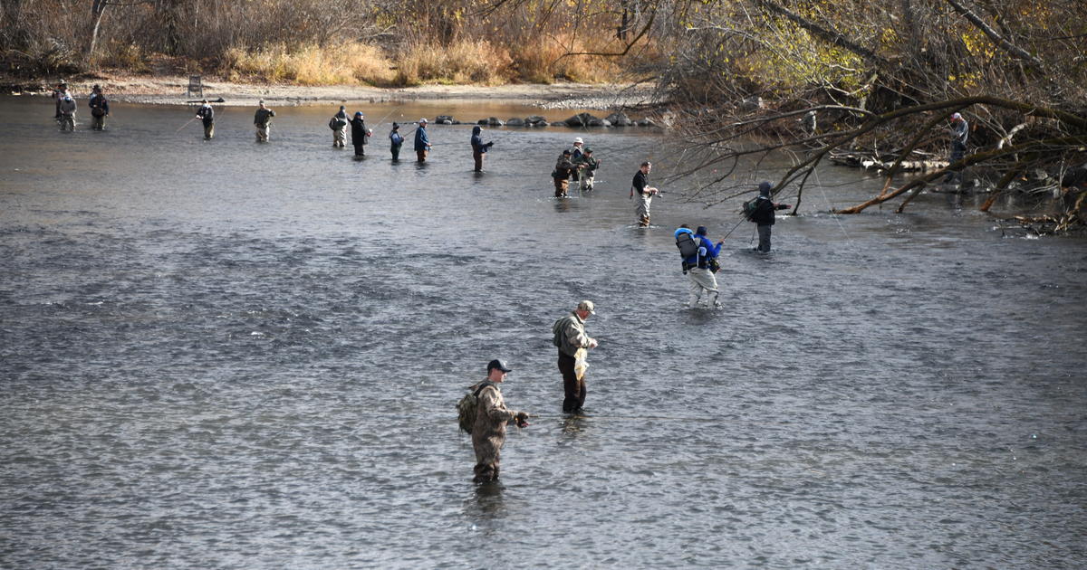 Steelhead are coming to the Boise River on Nov. 21
